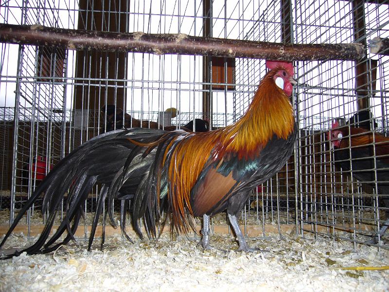 Kreisschau Coesfeld 2008 068.jpg - Zwerg Phönix goldhalsig von Hubert Karns Preis HV 96 RE